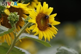 Bumble bees inspect and pollinate a sunflower on a farm in Bolton, Mississippi, 2018. (AP Photo/Rogelio V. Solis)