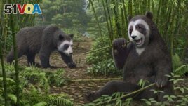 An artist's reconstruction of the extinct panda Ailurarctos that lived about 6 million years ago, with its fossils unearthed near the city of Zhaotong in northern Yunnan Province in China, in this undated illustration. (Mauricio Anton/Handout via REUTERS)