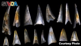Fish teeth and shark scales from around the mass extinction event 66 million years ago. (Credit: E. Sibert on Hull lab imaging system, Yale University)