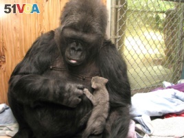 Koko adopted two kittens on her 44th birthday — Ms. Gray and Ms. Black. She nurtured and protected them as if they were her own babies. (Gorilla Foundation)