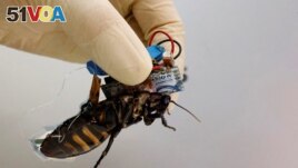 A researcher shows a Madagascar hissing cockroach, mounted with a backpack of electronics and a solar cell that enable remote control of its movement. (REUTERS/Kim Kyung-Hoon )