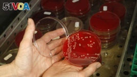 An employee displays MRSA bacteria strain - a drug-resistant 'superbug' - inside a petri dish in a microbiological laboratory in Berlin, March 1, 2008. (Reuters)