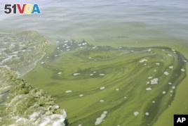 Increase in Algae Population Infects Waterways