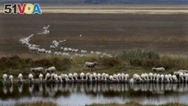 FILE - A flock of sheep drink from a dam at the edge of the dried-up Lake George, about 250 kilometers southwest of Sydney, Australia, on Tuesday, March 3, 2015. (AP Photo/Rob Griffith)