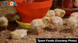 Major Chicken Producer to Stop Using Antibiotics