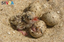In this 2007 photo provided by the U.S. Army Corps of Engineers, an interior least tern hatchling sits with other eggs in a nest on an island in the Lower Mississippi River. (File Photo/US Army Corps of Engineers)