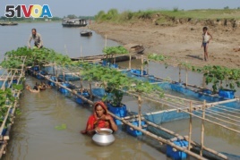Bangladesh Overcomes Flooding with 'Floating Farms'