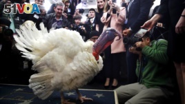 Wishbone, one of two turkeys pardoned by President Donald Trump, is previewed by members of the press, Tuesday, Nov. 21, 2017, at the White House briefing room in Washington. (AP Photo/Jacquelyn Martin)