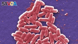 This 2006 colorized scanning electron micrograph image made available by the U.S. Centers for Disease Control and Prevention shows the O157:H7 strain of the E. coli bacteria.