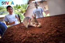 African giant pouched rats are trained to detect landmines by using their extraordinary sense of smell.