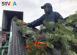 In this November 2018 photo, Felipe Delgado, an employee at Silver Bells Tree Farm in Silverton, Ore., loads Christmas trees onto a conveyor belt and into a semi-trailer for transport to Los Angeles and San Diego, where they will be sold at tree lots. (AP Photo)