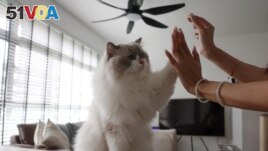 FILE - Owner Sunny Leong, 30, gives cat treats to her Ragdoll cat, Mooncake, in her Housing and Development Board (HDB) flat in Singapore December 19, 2023. (REUTERS/Edgar Su)