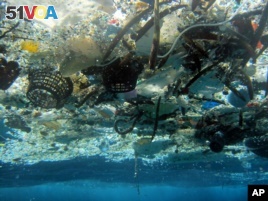 Plastics Blamed for Harm to Sea Environment