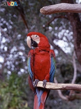 For Exotic Parrots, Florida is for the Birds