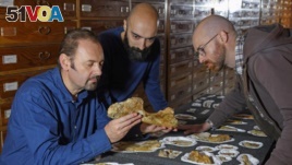 Paleontologist Cristiano Dal Sasso (L) and co-authors Simone Maganuco and Andrea Cau (R) examine the bones of the Jurassic dinosaur Saltriovenator, at the Natural History Museum of Milan, December 18, 2018. (Reuters Photo)
