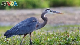 Blue herons are one of the most commonly seen animals in Rock Creek Park. They are tall with long legs and can reach a height of about 1.5 meters.
