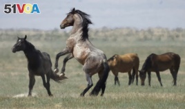 A wild horse jumps among others near Salt Lake City. Dry drought conditions in parts of the American West are threatening wild horses and forcing extreme measures to protect them.