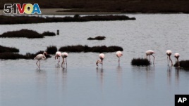Flamingos gather in the wetlands,  in the delta of the Axios, 20 miles west of Greek city of Thessaloniki, Sunday, Feb. 2, 2014.  (AP/Photo Nikolas Giakoumidis)