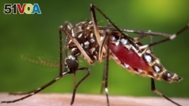 Mosquitoes can spread diseases including malaria and Zika virus.