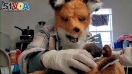 In this image taken from a video provided by the Richmond Wildlife Center, executive director and founder Melissa Stanley wears a fox mask as she feeds an orphaned red fox kit, March 10, 2024, in Richmond, Va. (Richmond Wildlife Center via AP)