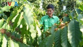 Farmer Le Van Tam tends coffee plants at a coffee farm in Dak Lak province, Vietnam on Feb. 1, 2024. (AP Photo/Hau Dinh)