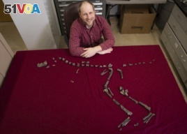 In this March 28, 2019 photo provided by Virginia Tech, Sterling Nesbitt, an Assistant Professor of Geobiology, sits next to the fossilized bones of Suskityrannus hazelae, a miniature adult Tyrannosaurus dinosaur relative, in Blacksburg, Virginia.