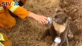 A koala drinks water from a bottle given by a firefighter in Cudlee Creek, South Australia. 
