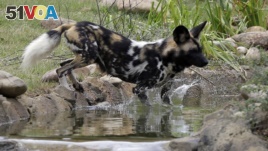 An African painted dog plays in the water at the Cincinnati Zoo in Ohio. (AP Photo/Al Behrman) 