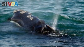 FILE - A North Atlantic right whale feeds on the surface of Cape Cod bay off the coast of Plymouth, Mass., March 28, 2018. (AP Photo/Michael Dwyer, File)