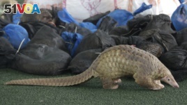 FILE - A Thai customs official displays some of the 136 pangolins and 992 pounds of pangolin scales it seized during a press conference at the Customs Department in Bangkok, Thailand, Aug. 31, 2017. 