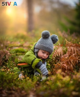 A baby plays in the autumn leaves.