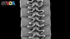 A microscope view of the legs of a male individual of the newly identified millipede species Eumillipes persephone discovered deep underground in Australia. Marek et al/Scientific Reports/Handout via REUTERS 