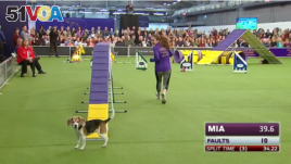 Mia the beagle gets distracted by the audience