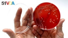 A culture of Methicillin-resistant Staphylococcus aureus grows in a petri dish. Researchers have found a new strain of the bacteria that resists drugs.