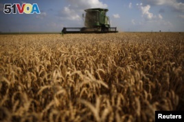 Asia's Middle Class Changes Demand for Wheat Grain