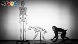 FILE - Skeletons of a human and a m<I><I>onkey</I></I> await installation at the Steinhardt Museum of Natural History in Tel Aviv, Israel on Monday, Feb 19, 2018. (AP Photo/Oded Balilty, File)