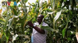FILE - Boniface Mutize inspects his maize crop during an interview with Reuters at his farm in Domboshava, a village in the province of Mashonaland East outside Harare, Zimbabwe, March 21,2022. (REUTERS/Philimon Bulawayo
)
