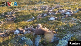 Dead wild reindeer are seen on Hardangervidda in Norway, after lightning struck the central mountain plateau and killed more than 300 of them.