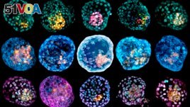 This undated combination of microscope images provided by Monash University in March 2021 shows different embryo-like structures stained to highlight different cell types. (Monash University via AP)