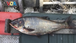 This June 22, 2017, file photo provided by the Illinois Department of Natural Resources shows a silver carp that was caught in the Illinois Waterway, approximately nine miles away from Lake Michigan.