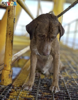 In this Friday, April 12, 2019, photo, a dog sits on an oil rig after being rescued in the Gulf of Thailand. The dog found swimming more than 220 kilometers (135 miles) from shore by an oil rig crew in the Gulf of Thailand was returned safely to land.