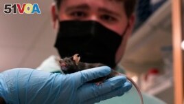 A research assistant holds up a mouse for Jake Litvag to see. The 16-year-old visited the lab at Washington University in St. Louis. Doctors there are using the mice and Jake's genes to study a rare form of autism, December 15, 2021. (AP Photo/Jeff Roberson)