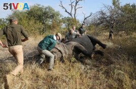 Veterinarians attend to a tranquillised rhino before it is dehorned. April 26, 2021. REUTERS/Siphiwe Sibeko