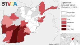 Opium Poppy Growing Has Increased in Afghanistan