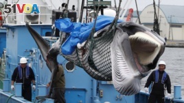 A captured Minke whale is unloaded after commercial whaling at a port in Kushiro, Hokkaido Prefecture, Japan, July 1, 2019.