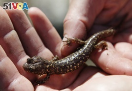 A salamander is photographed at the Farallones National Wildlife Refuge in California.