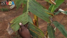 Growing Controversy Over GMO Bananas in Uganda