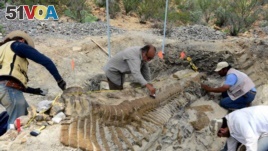 National Institute of Anthropology and History (INAH) workers and paleontologists work on the recovery of a fossilized tail of a duck-billed dinosour, or hadrosaur.