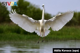 Birds might be smarter than we thought. Good news for the Great White Egret pictured here, Budapest, Hungary, 17 April 2016. (Photo EPA/Attila Kovacs)
