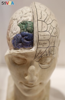 A 19th century model of a head with brain exposed is seen on display at the exhibition 'Brains - The Mind as Matter' at the Wellcome Collection in London, Tuesday, March 27, 2012. (AP Photo/Alastair Grant)